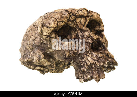 Crâne de Sahelanthropus tchadensis ( Toumai ) . Découvert en 2001 dans le désert de Djurab au nord du Tchad , en afrique centrale . Daté à il y a 7-6 millions d'années . Banque D'Images