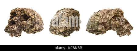 Ensemble de sahelanthropus tchadensis crâne toumai ( ) . découvert en 2001 dans la région de djurab désert dans le nord du Tchad , AFRIQUE CENTRALE . Daté à 7-6 millions d'années Banque D'Images
