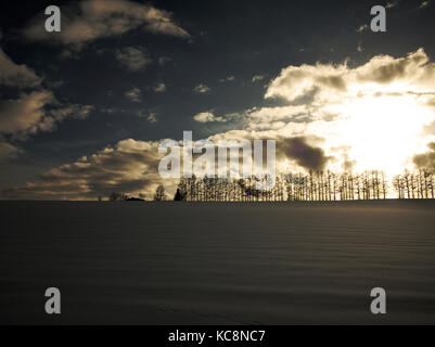 Rangée d'arbres à Seven Hills, Biei pendant l'hiver, Hokkaido, Japon Banque D'Images