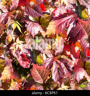 Feuilles rouge transparente de raisins de jeune fille rampant à l'automne, l'automne. arrière-plan, la texture. Banque D'Images