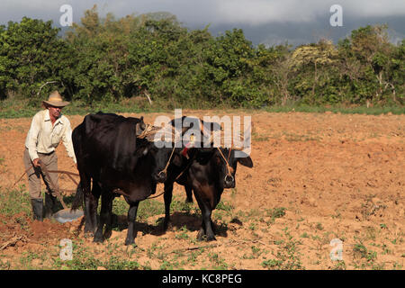 VINALES, CUBA, 21 FÉVRIER 2014 : agriculteur dans les champs près de Vinales.Le tabac et d'autres cultures sont cultivés dans la vallée de Vinales, principalement par le tradi Banque D'Images