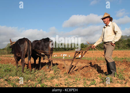 VINALES, CUBA, 21 FÉVRIER 2014 : agriculteur dans les champs près de Vinales.Le tabac et d'autres cultures sont cultivés dans la vallée de Vinales, principalement par le tradi Banque D'Images