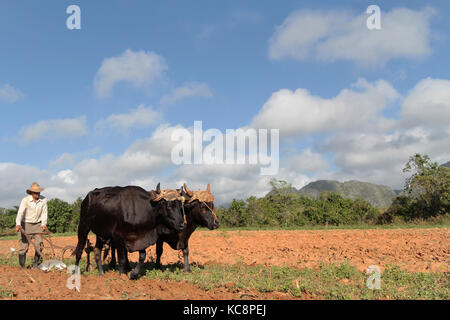 VINALES, CUBA, 21 FÉVRIER 2014 : agriculteur dans les champs près de Vinales.Le tabac et d'autres cultures sont cultivés dans la vallée de Vinales, principalement par le tradi Banque D'Images