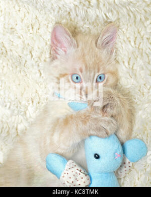 Mignon chaton aux yeux bleus, avec son jouet Banque D'Images