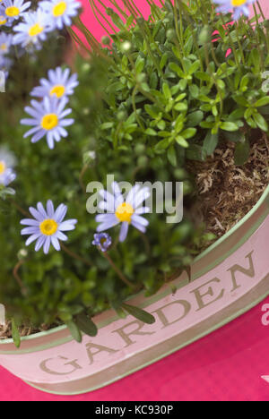 Conteneur de jardin avec palnted marguerites bleu / bleu ou bleu Marguerite Marguerite, Felicia amelloides Banque D'Images