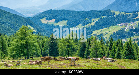 Vaches dans les montagnes de la région du Trentin-Haut-Adige, au nord de l'Italie. En arrière-plan le paysage de montagne d'été. Banque D'Images