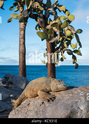 Iguana sur l'île de Santa Fe - Galapagos, Equateur Banque D'Images