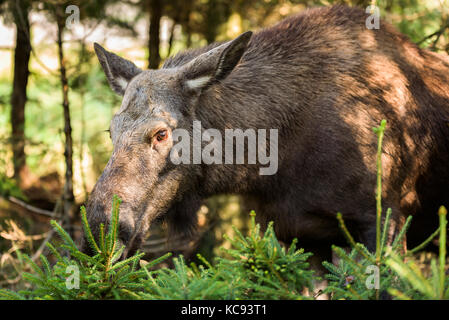 L'orignal (Alces alces) cow standing parmi les petites plantes de l'épinette dans la forêt. Banque D'Images