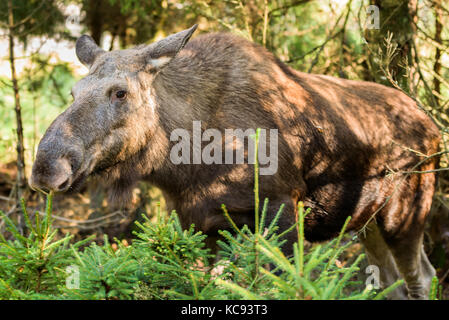 L'orignal (Alces alces) cow standing parmi les petites plantes de l'épinette dans la forêt. Banque D'Images