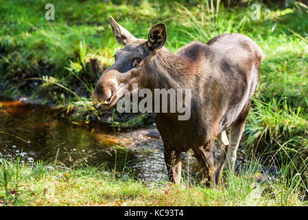 L'orignal (Alces alces) cow standing dans une petite forêt, rivière ou ruisseau. Banque D'Images