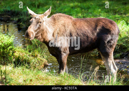 L'orignal (Alces alces) cow standing dans une petite forêt, rivière ou ruisseau. Banque D'Images