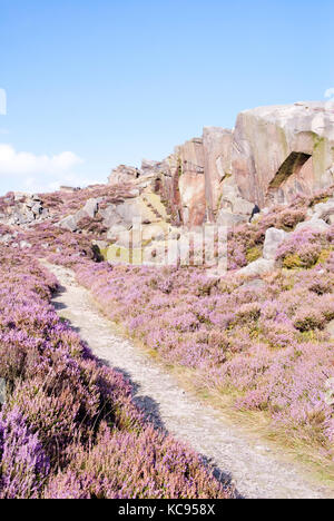 Le Derbyshire, Royaume-Uni - 19 août 2015 : chemin qui mène jusqu'à la colline par Heather rose en fleur le 28 août à Burbage en bordure sud, Peak District Banque D'Images