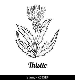 Dessin à la main de Thistle isolé sur fond blanc. Le noir et blanc simple ligne Vector Illustration pour livre de coloriage - Ligne dessinée Vector Illustration de Vecteur