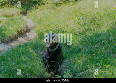 Labrador Retriever chien noir portant sur l'herbe dans les montagnes. Belle grande de vieux chiens Banque D'Images