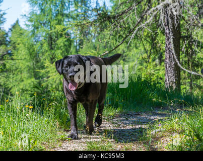 Labrador Retriever chien noir portant sur l'herbe dans les montagnes. Belle grande de vieux chiens Banque D'Images