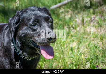 Portrait de chien labrador noir. Beau grand chien. Banque D'Images