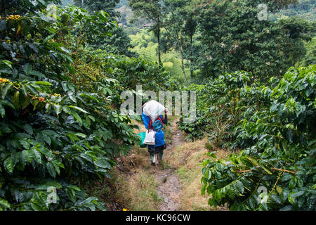 L'exercice de sélection de fèves provenant du domaine, ferme de café Hacienda Venecia, Manizales, Colombie Banque D'Images