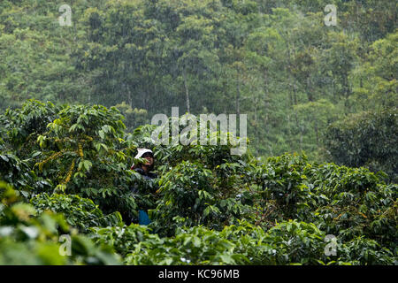 Cueilleur de café ou cafetero Hacienda Venecia Ferme de café, Manizales, Colombie Banque D'Images