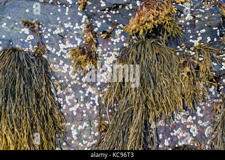 Les amas d'algues attaché à un rocher recouvert de balanes et d'escargots à marée basse sur la côte du Maine. Banque D'Images
