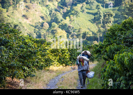 Pickers transportant du champ de haricots, Hacienda Venecia Ferme de café, Manizales, Colombie Banque D'Images