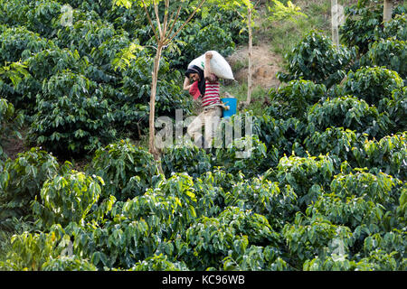 L'exercice de sélection de fèves provenant du domaine, ferme de café Hacienda Venecia, Manizales, Colombie Banque D'Images