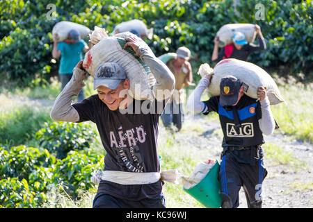 Pickers transportant du champ de haricots, Hacienda Venecia Ferme de café, Manizales, Colombie Banque D'Images