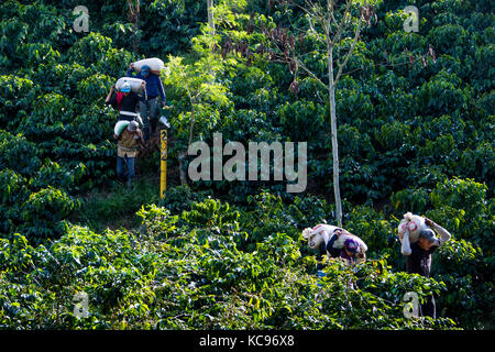 Pickers transportant du champ de haricots, Hacienda Venecia Ferme de café, Manizales, Colombie Banque D'Images