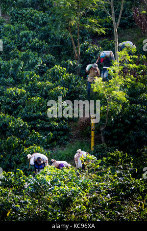 Pickers transportant du champ de haricots, Hacienda Venecia Ferme de café, Manizales, Colombie Banque D'Images