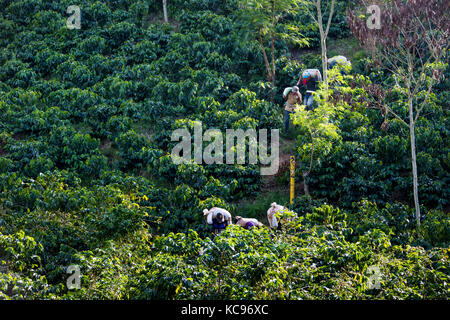 Pickers transportant du champ de haricots, Hacienda Venecia Ferme de café, Manizales, Colombie Banque D'Images