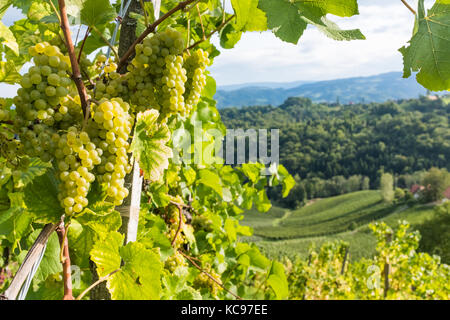 Raisins verts juteux mûr pour vigne vignoble blanc dans le sud de la Styrie en Autriche route de vigne Banque D'Images