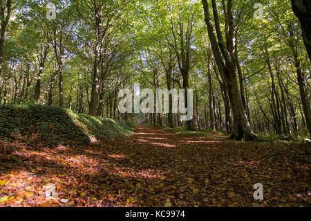 Bois d'automne à pied la localité. forêt, île de Wight, Angleterre - photo Banque D'Images