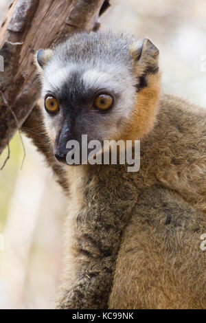 Red-Fronted lémurien brun reposant dans les branches d'arbres au début de soleil du matin, la réserve forestière de Kirindy, Madagascar, 2017 Banque D'Images