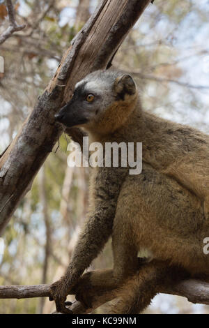 Red-Fronted lémurien brun reposant dans les branches d'arbres au début de soleil du matin, la réserve forestière de Kirindy, Madagascar, 2017 Banque D'Images