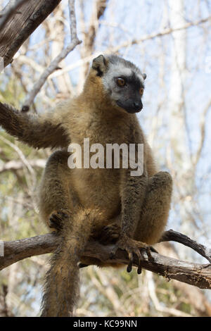 Red-Fronted lémurien brun reposant dans les branches d'arbres au début de soleil du matin, la réserve forestière de Kirindy, Madagascar, 2017 Banque D'Images