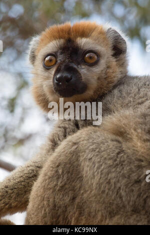 Red-Fronted lémurien brun reposant dans les branches d'arbres au début de soleil du matin, la réserve forestière de Kirindy, Madagascar, 2017 Banque D'Images