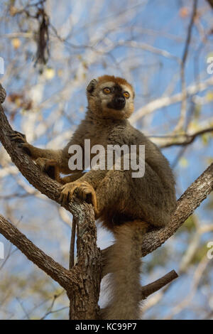 Red-Fronted lémurien brun reposant dans les branches d'arbres au début de soleil du matin, la réserve forestière de Kirindy, Madagascar, 2017 Banque D'Images