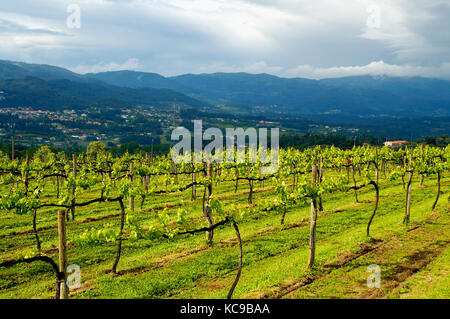 Vignes à amares Braga, Portugal. Banque D'Images