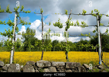 Vignes à amares Braga, Portugal. Banque D'Images