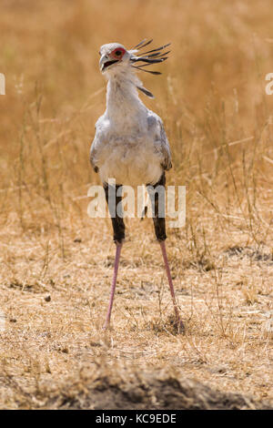 Oiseau (secrétaire) marche, Sagittaire serpentarius Masai Mara Jeu National Park Reserve, Kenya, Afrique de l'Est Banque D'Images