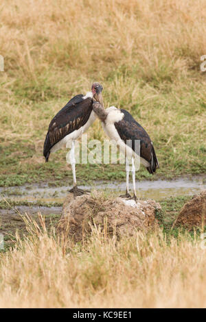 (Cigognes marabout crumenifer Flamant rose (Phoenicopterus ruber) paire debout, Masai Mara Jeu National Park Reserve, Kenya, Afrique de l'Est Banque D'Images