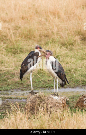 (Cigognes marabout crumenifer Flamant rose (Phoenicopterus ruber) paire debout, Masai Mara Jeu National Park Reserve, Kenya, Afrique de l'Est Banque D'Images