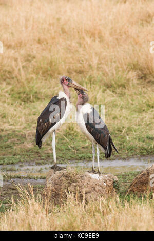 (Cigognes marabout crumenifer Flamant rose (Phoenicopterus ruber) paire debout, Masai Mara Jeu National Park Reserve, Kenya, Afrique de l'Est Banque D'Images