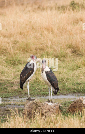 (Cigognes marabout crumenifer Flamant rose (Phoenicopterus ruber) paire debout, Masai Mara Jeu National Park Reserve, Kenya, Afrique de l'Est Banque D'Images