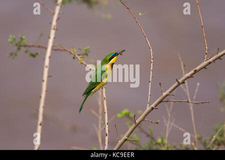 Peu Bee-Eater (Merops pusillus) sur une branche avec abeille dans la bouche, le Masai Mara Jeu National Park Reserve, Kenya, Afrique de l'Est Banque D'Images