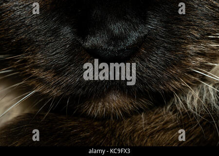 Extreme close-up du nez et les moustaches du chat birman Banque D'Images