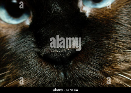 Extreme close-up de nez de chat birman Banque D'Images