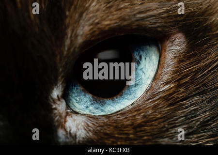 Extreme close-up de lumière complexes de blue eye chat birman looking at camera Banque D'Images