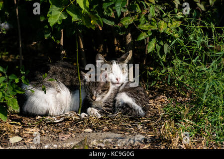 Portrait de Mère nourrir son chat chaton Banque D'Images