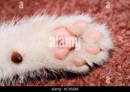 Extreme close-up de la patte d'un chaton blanc Banque D'Images