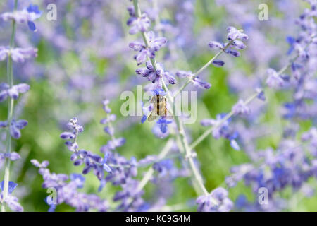 Close-up of bee la collecte du pollen de fleurs de sauge russe ou perovskia atriplicifolia Banque D'Images